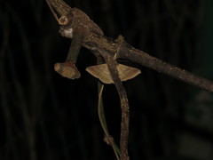 Ericeia subcinerea