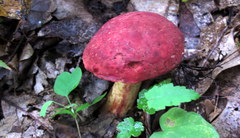 Boletus roodyi