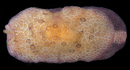 Pleurobranchus observed 2017-05-29