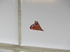 Hemiscopis sanguinea