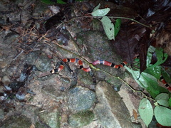 Micrurus alleni