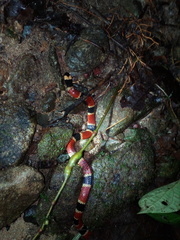 Micrurus alleni