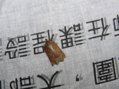 Homona