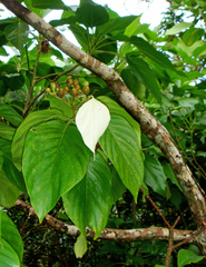 Mussaenda raiateensis