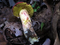 Boletus roodyi