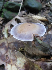Cortinarius argenteopileatus
