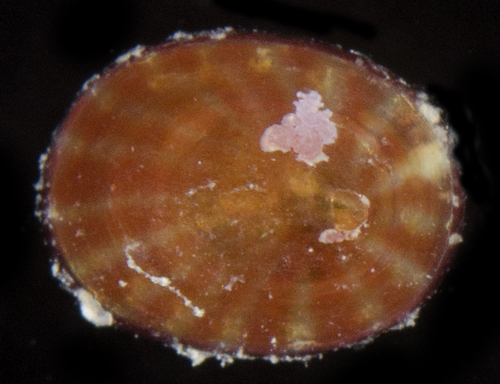 Williamia radiata observed 2017-05-29