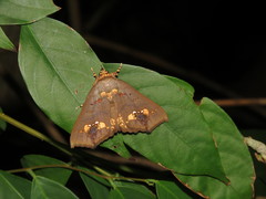 Lopharthrum comprimens