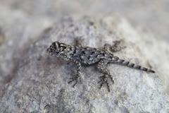 Sceloporus lundelli gaigeae