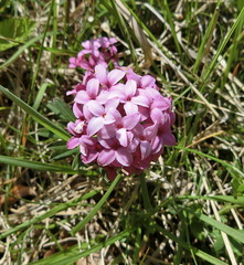 Daphne cneorum