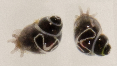 Eatoniella janetaylorae, 2017-05-30