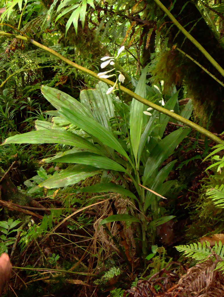 Calanthe amboinensis