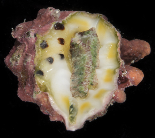 Drupa ricinus observed 2017-05-30