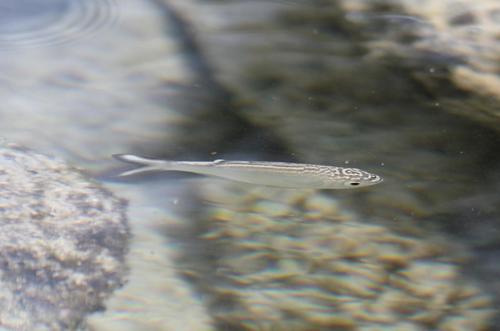Hawaiian flagtail (Kuhlia sandvicensis) — Kuhliidae — 4