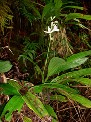 Phaius amboinensis