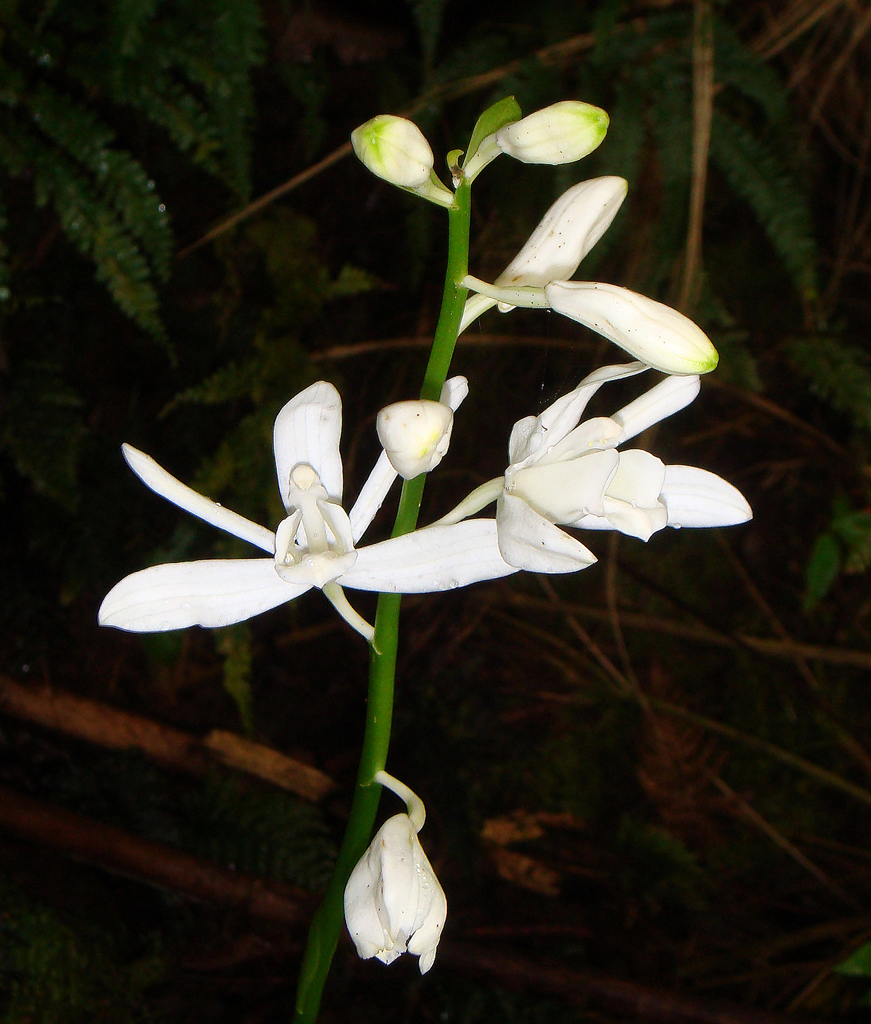 Calanthe amboinensis