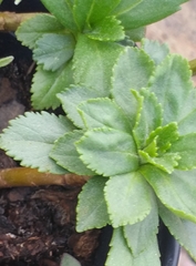 Leucanthemum maximum