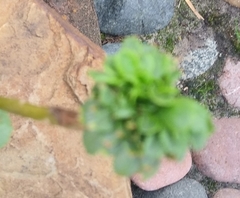 Leucanthemum maximum