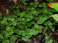 Sipanea ovalifolia