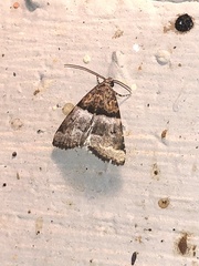 Cobubatha dividua