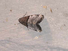 Cobubatha dividua