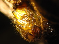 Cerogria janthinipennis