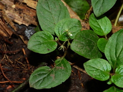 Sipanea ovalifolia