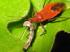 Cutocoris russatus