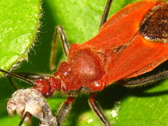 Cutocoris russatus
