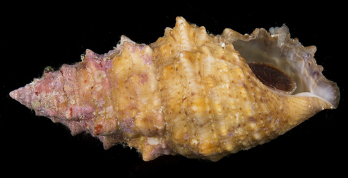Cerithium echinatum observed 2017-05-30