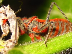 Cutocoris russatus