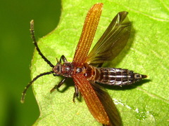 Benibotarus spinicoxis
