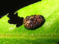 Trachys variolaris