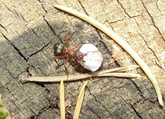Formica sanguinea