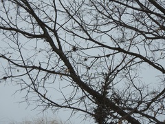 Podosphaera phytoptophila