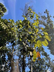 Ormosia krugii