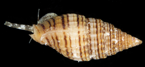Vexillum unifasciale observed 2017-05-30