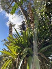 Vriesea macrostachya