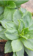 Leucanthemum maximum