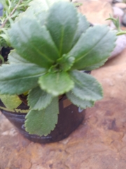 Leucanthemum maximum