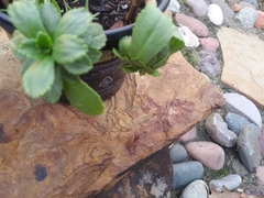 Leucanthemum maximum
