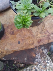 Leucanthemum maximum