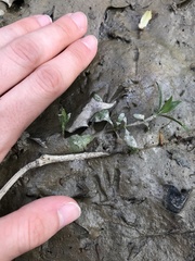 Oryzomys palustris