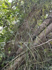 Scleria secans