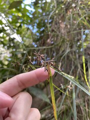 Scleria secans