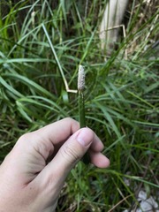 Eleocharis elegans