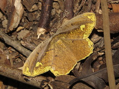 Pareumelea eugeniata