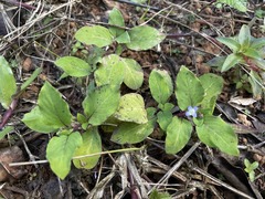 Coccocypselum herbaceum