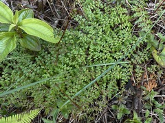 Odontosoria aculeata