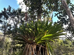 Vriesea macrostachya